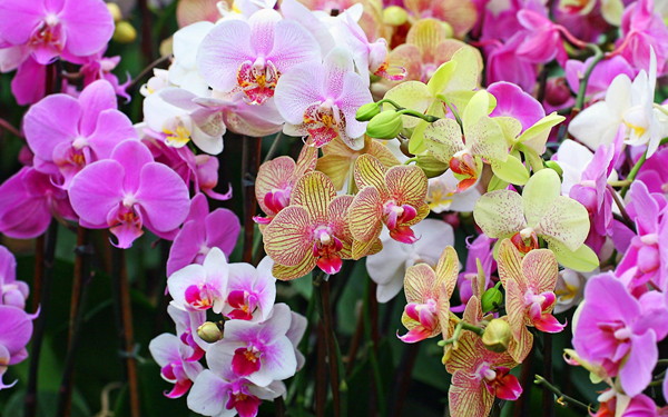 Народные поверья связанные с орхидеей